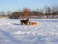 basko (12)